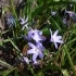 Scilla bifolia -- Zweiblättriger Blaustern